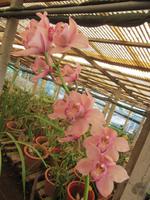 Orchideen aller Arten werden uns gezeigt