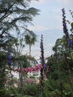 Quinta do Palheiro - Funchal im Hintergrund