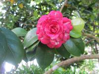 Madeira, die Blumeninsel - Quinta do Palheiro