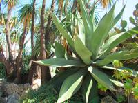 Monaco- kakteengarten 