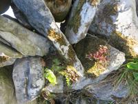 The Burren