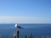 Dingle mit Blick auf den Ring of Kerry