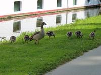 Nilgänse