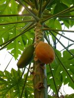 Schockoladenmuseum (3)