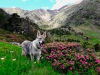 Selen im Tal vom Comapedrosa mit Alpenrosen