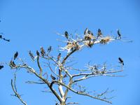 Kurische Nehrung, Kormorane