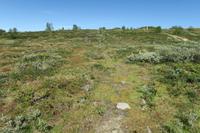 Im Fjell