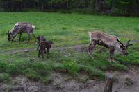 Omega-Wildpark - Caribous