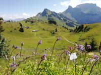 Blick von Schynige Platte