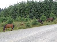 Dartmoorponys