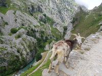 Cares Schlucht Wanderung in Picos de Europa (13)