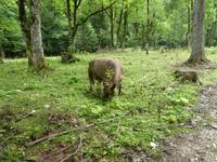 Am Hinteren Gosausee