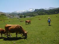 Wanderung in Covadonga um die Gletscherseen herum (22)