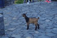 kleine tierische Begegnungen