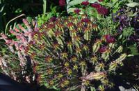 Schönheiten der Flora