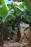 Bananenstaude