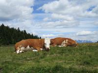 Entspannte Weggefährten