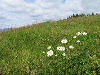 Blumenwelt in Südtirol
