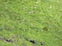 Suchbild: wo ist das Murmeltier?