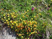Zermatt - Wanderung auf dem Blumenweg - Matterhorn