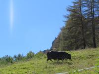 Zermatt - Eringerkuh