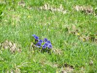Fahrt über den Grimselpass -Enzian