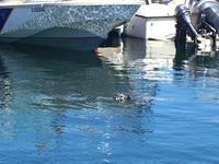 Hafen Seehund bei Chemainus