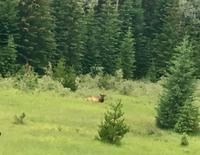 der Wapiti Hirsch