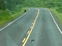 auch Schwarzbaeren gehen entlang der Strasse