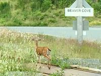 aha, bin schon in Beaver Cove