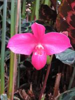 Eric Young Orchid Foundation
