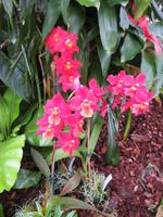 Eric Young Orchid Foundation