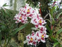Eric Young Orchid Foundation