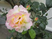 Rosen in Friedrichstadt