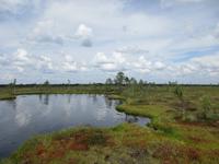 276 Moorwanderung Soomaa