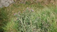 Schottische Distel am Tantallon Castle