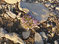 Nordkapp (54)