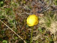 Trollblume 