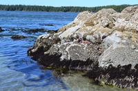 Tofino - Spaziergang zum Tonquin Beach
