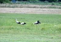 Litauen - Allgegenwärtige Störche