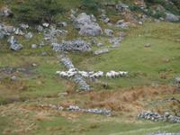  Schafherde mit Hütehund