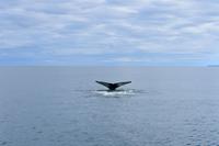 Walbeobachtung in Húsavík