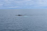 Walbeobachtung in Húsavík