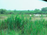 Camargue