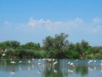 Camargue