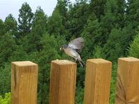 Portugal, Azoren, Sete Cidades, Priolo