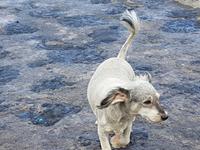 Portugal, Azoren, Faial, Capelinhos