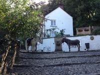 die Esel in Clovelly