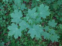 Lettland - Nationalpark Gauja 