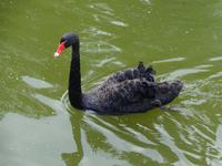 Lettland- Cesis - Schwarzer Schwan im Stadtpark